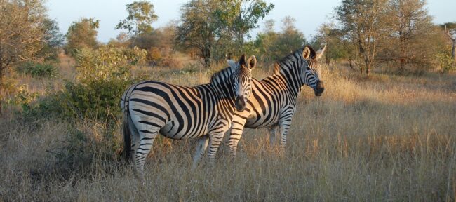 Kruger_Zebra A Pair of Zebras grazing in the Kruger National Park