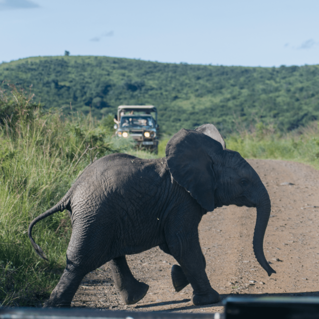 Safari in KwaZulu-Natal
