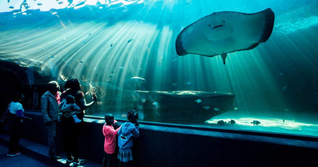 Hotels Near Two Oceans Aquarium - Why ANEW Hotel Green Point is Your Ideal Stay