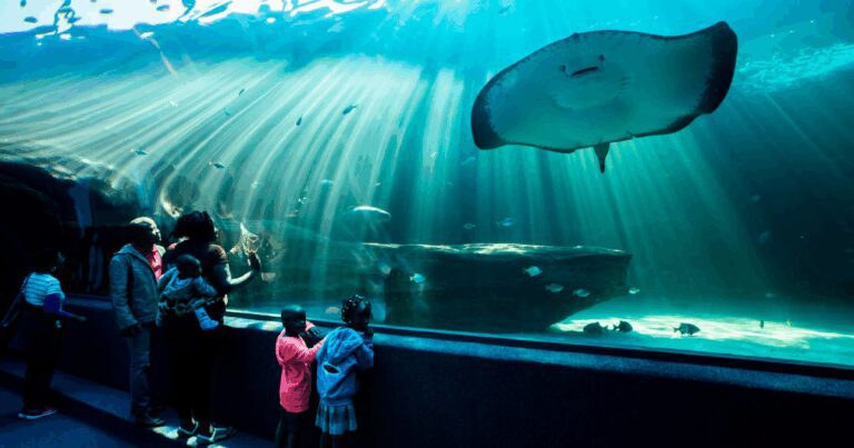 Hotels Near Two Oceans Aquarium - Why ANEW Hotel Green Point is Your Ideal Stay