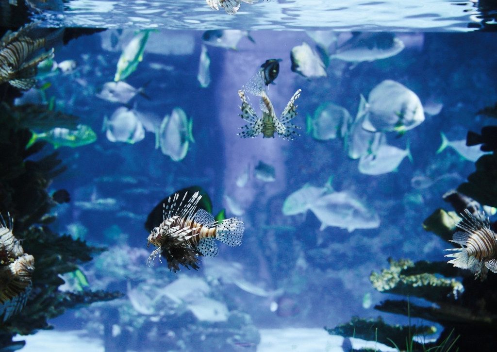 Hotels Near Two Oceans Aquarium: Why ANEW Hotel Green Point is Your Ideal Stay