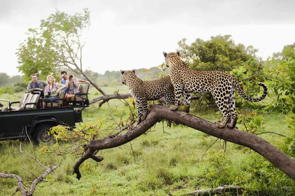 Kruger National Park Guide