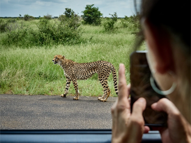 South Africa, Mpumalanga, Kruger National Park, woman taking cell phone picture of cheetah