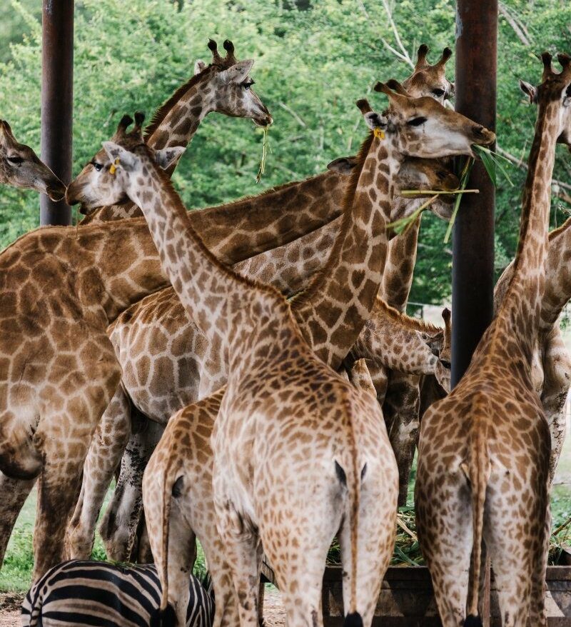 Hotels Near Pretoria Zoo