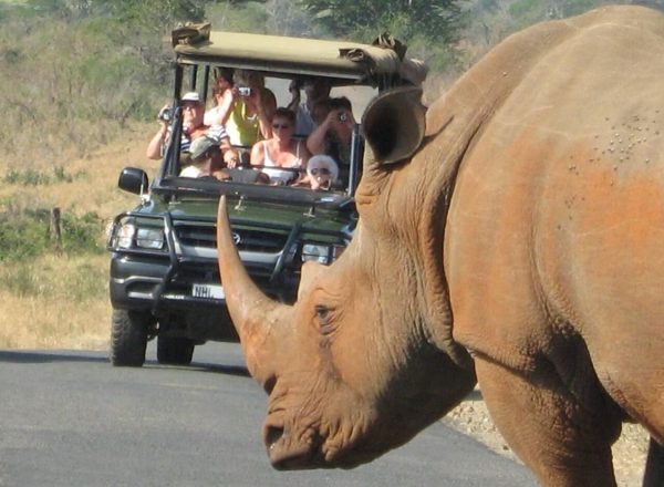 Rhino at Game Drive, Hluhluwe KZN