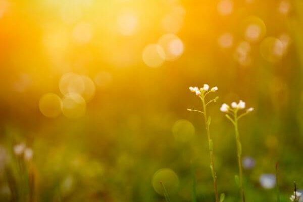 ANEW Hotels & Resorts Spring Special 
