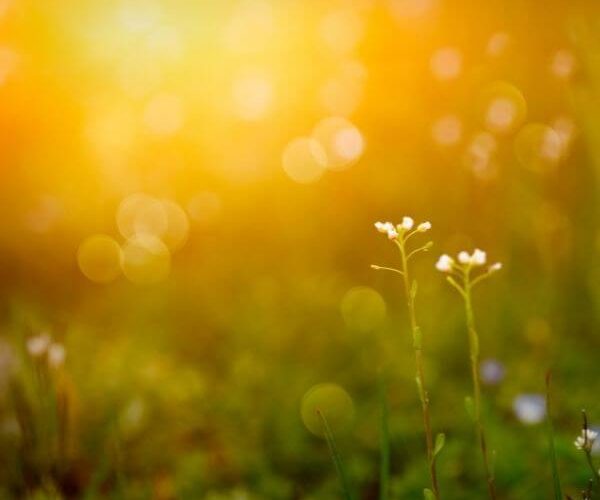 ANEW Hotels & Resorts Spring Special 